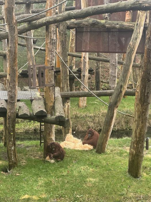 An orangutan climbing the wooden frame in the Apenheul enclosure