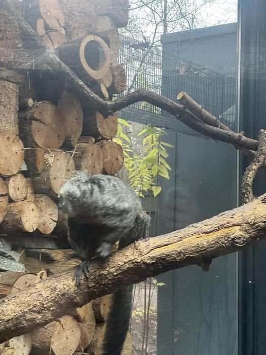 A primate on a branch behind the mesh of an Apenheul enclosure
