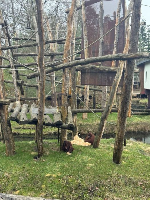 Orangutans in their outdoor enclosure at Apenheul, a few steps from the conference rooms